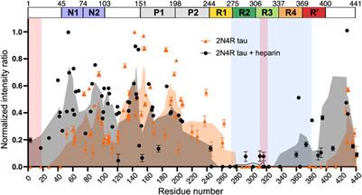 NMR Studies of Tau Protein in Tauopathies